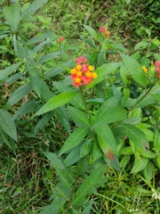 Asclepias curassavica image
