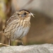 Saltmarsh Sparrow - Photo (c) samzhang, all rights reserved