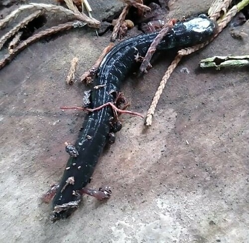 Chorti Worm Salamander