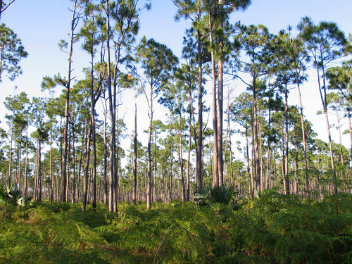 Caribbean pine