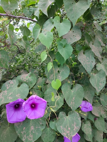 Ipomoea pedicellaris