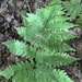 Mountain Wood Fern - Photo (c) msundue, all rights reserved, uploaded by msundue