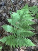 Mountain Wood Fern - Photo (c) msundue, all rights reserved, uploaded by msundue