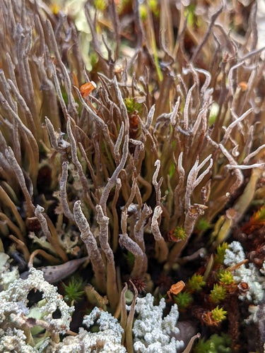 Bighorn Lichen