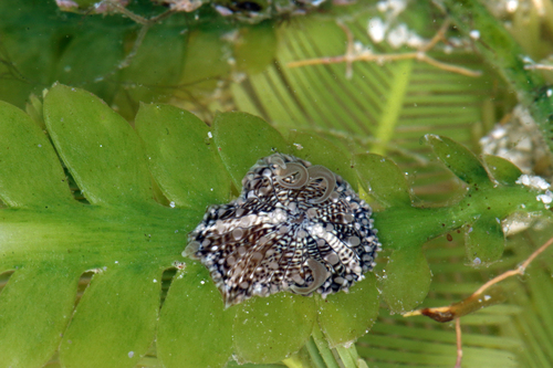 Bunodeopsis image