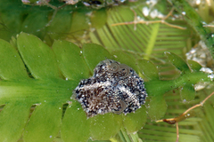 Image of Bunodeopsis globulifera