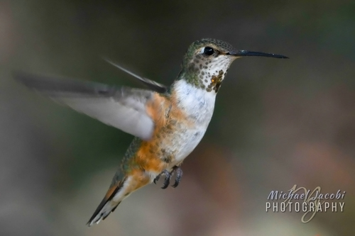 Rufous Hummingbird
