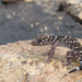 Australian Barking Geckos - Photo (c) lacey underall, all rights reserved