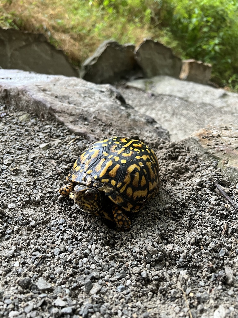 Eastern Box Turtle in July 2022 by Allison Autry · iNaturalist