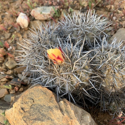 Copiapoa megarhiza var. echinata