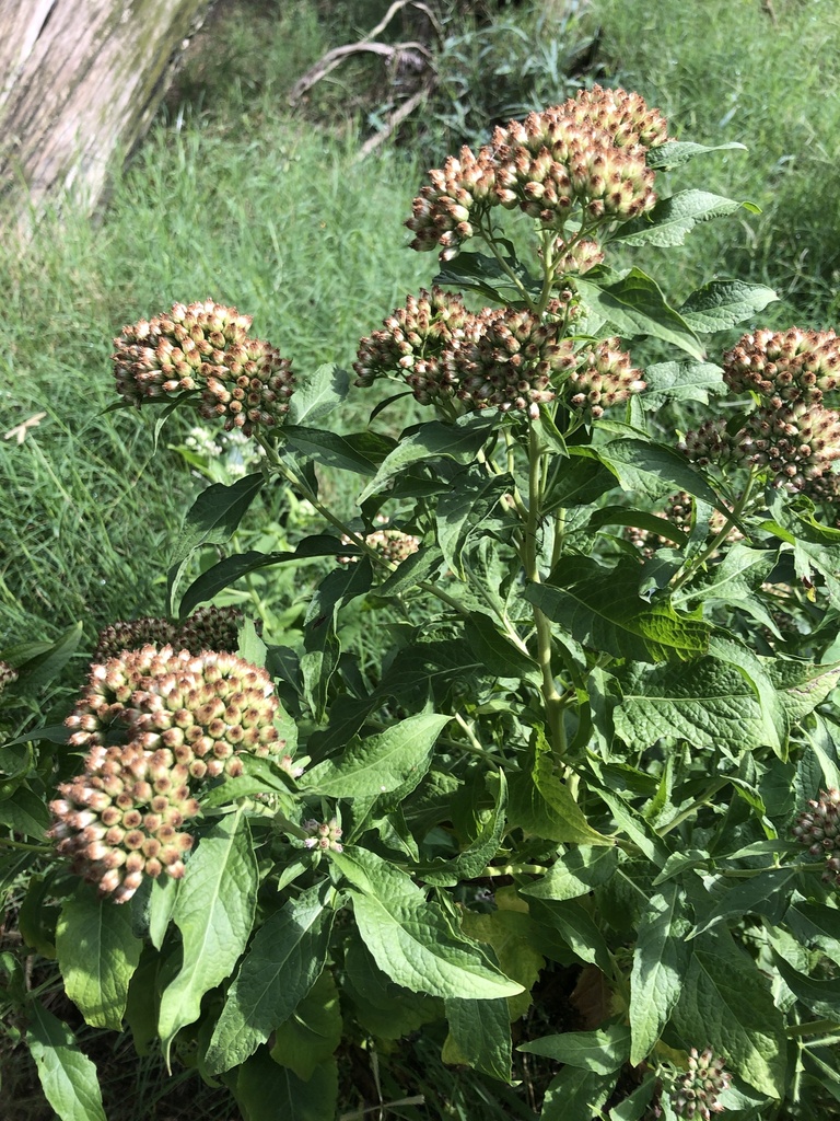 marsh fleabanes from Roundup Ridge, Smithville, TX, US on September 18