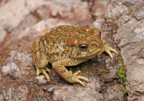 McCoy's Toad