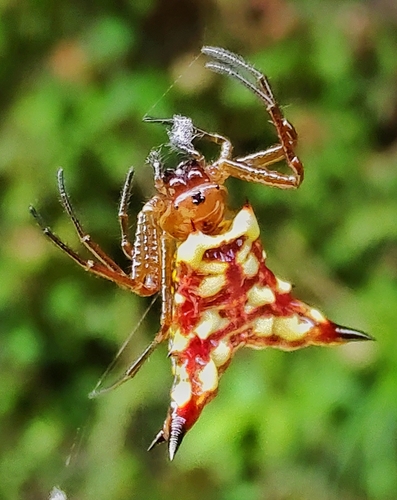 Micrathena lucasi