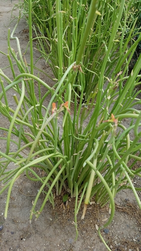 Slipper Plant