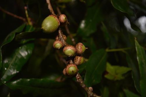 Quercus pinnativenulosa