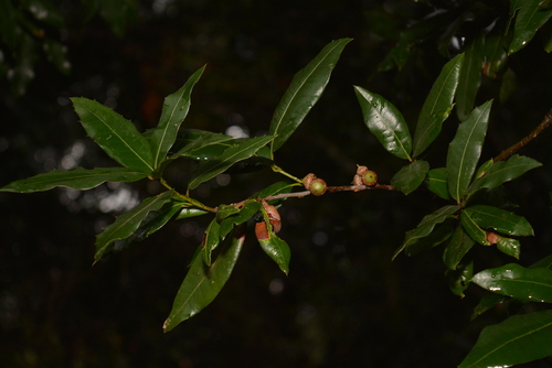 Quercus pinnativenulosa
