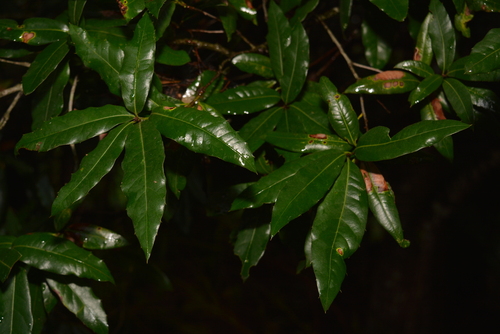 Quercus pinnativenulosa