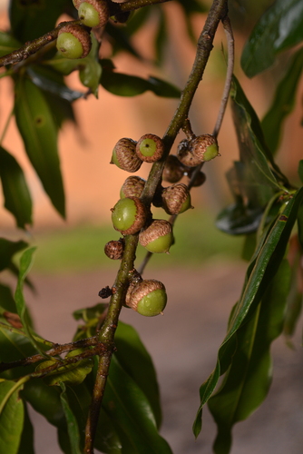 Quercus pinnativenulosa