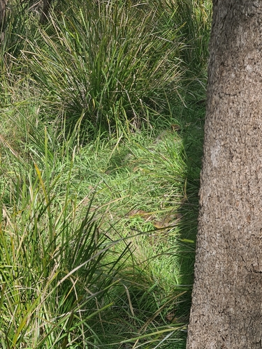 Tiger Snake sighting