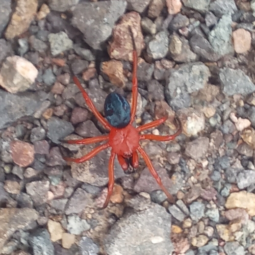 Nicodamus peregrinus (Walckenaer, 1841)