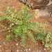 Dendrophyllanthus tixieri - Photo (c) Ben Caledonia, כל הזכויות שמורות, הועלה על ידי Ben Caledonia