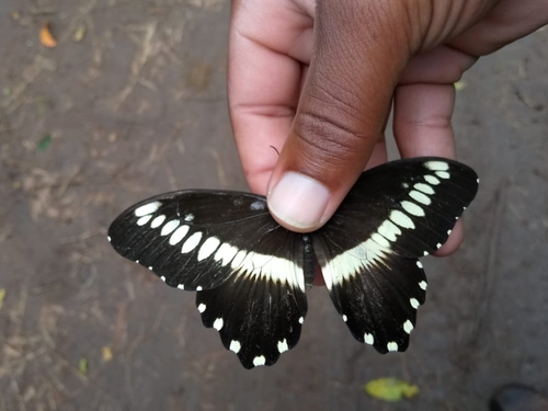 Papilio mechowi