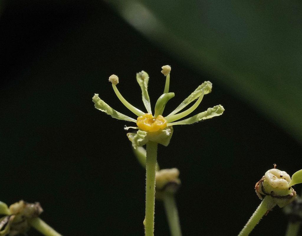 Phanera curtisii (Phanera curtisii)