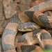 Southwestern Cat-eyed Snake - Photo (c) P Gonzalez Zamora, all rights reserved, uploaded by P Gonzalez Zamora