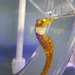 Observation photo