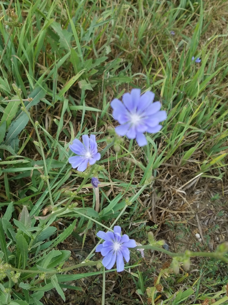 치커리 from US-6, Casey, IA 50048, USA on 2018년 08월 15일 (수) at 10:44 오전 by Jeanette Johnson Summers · iNaturalist... 