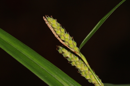Carex ligulata
