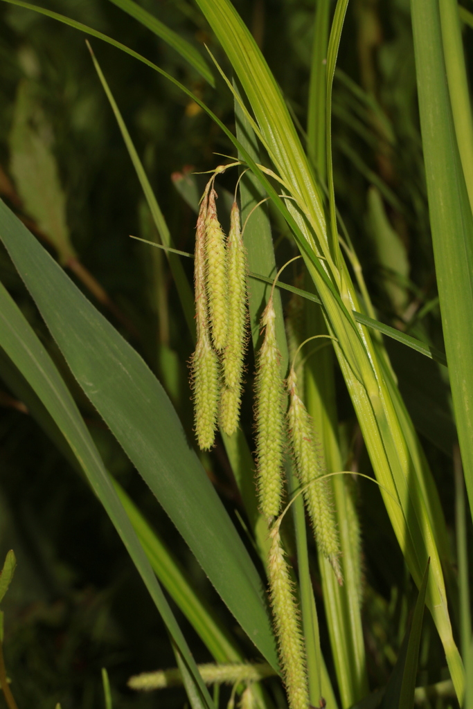 Carex dimorpholepis (Carex dimorpholepis)