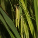 Carex dimorpholepis - Photo (c) Bridelia, all rights reserved, uploaded by Bridelia