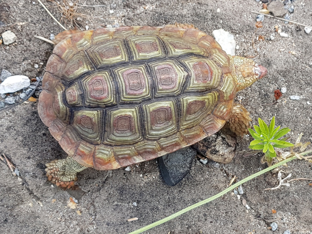 Parrot-beaked Tortoise from Overberg District Municipality, South ...