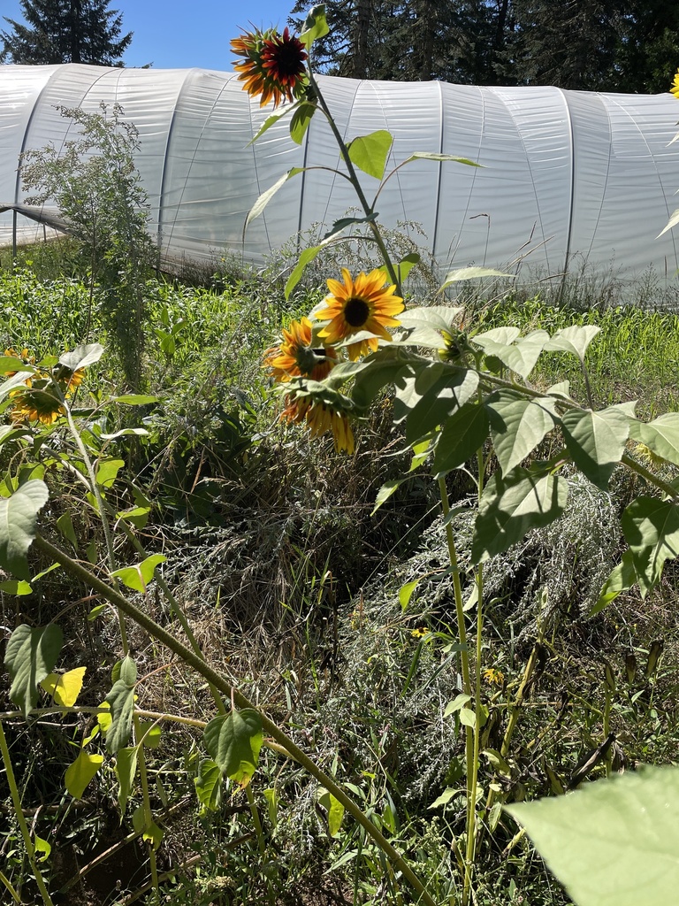 sunflowers from SE Louden Rd, Corbett, OR, US on September 05, 2022 at