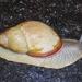 Giant South American Snail - Photo (c) Jay Keller, all rights reserved, uploaded by Jay Keller