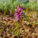 Flats Delicate Disa - Photo (c) Marthinus Vosloo, all rights reserved, uploaded by Marthinus Vosloo