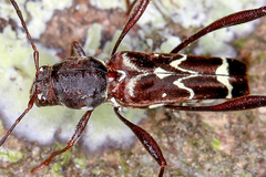 Image of Neoclytus cacicus