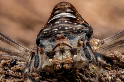 Fork-palped Harvestman Complex