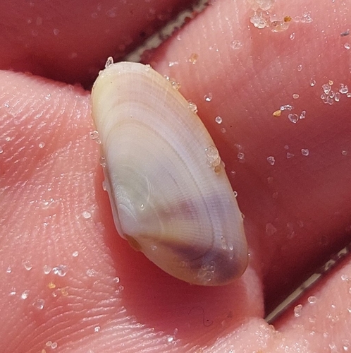 Fossor Coquina