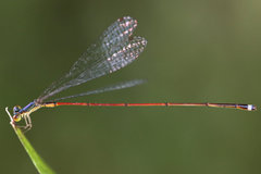Image of Psaironeura selvatica