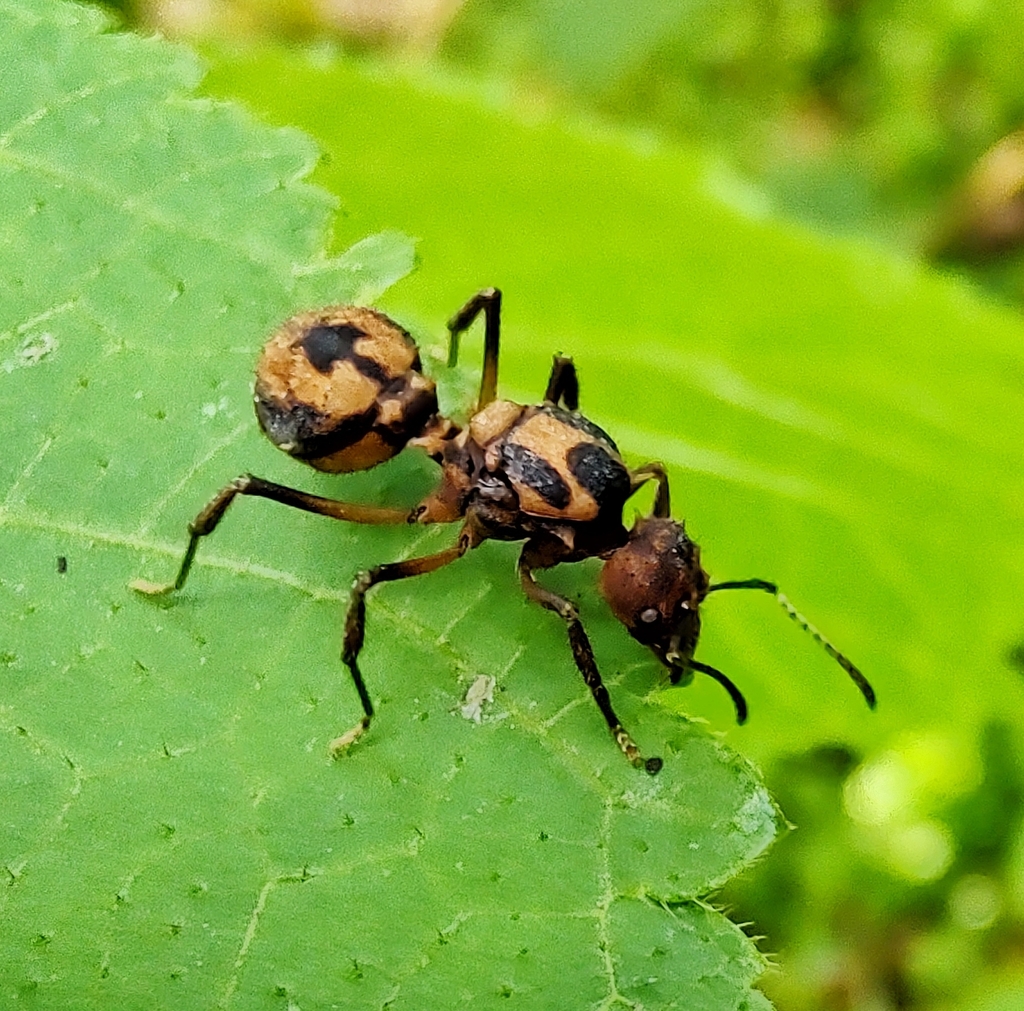 Acromyrmex coronatus from Provincia de Cartago, Costa Rica on September ...