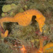 Observation photo