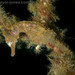 Observation photo