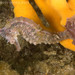 Observation photo