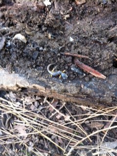 iNaturalist observation photo of Sierra Nevada Ensatina