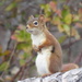 Gymnastic Red Squirrel - Photo (c) Kemorley, all rights reserved, uploaded by Kemorley