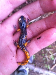 iNaturalist observation photo of Sierra Nevada Ensatina
