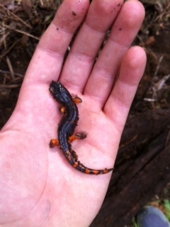 iNaturalist observation photo of Sierra Nevada Ensatina