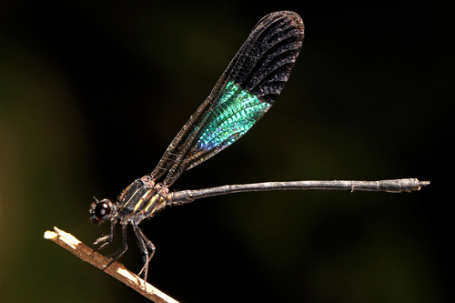 Cora semiopaca